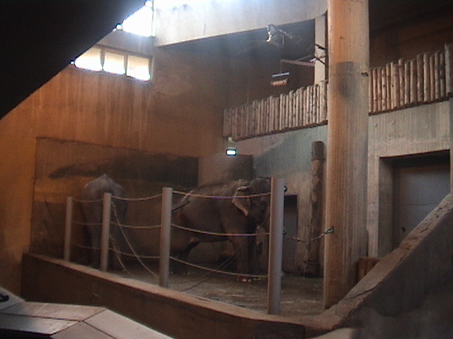 Female Asian Elephants Indoor Exhibit