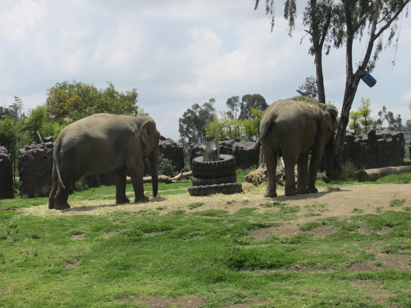female asian elephants