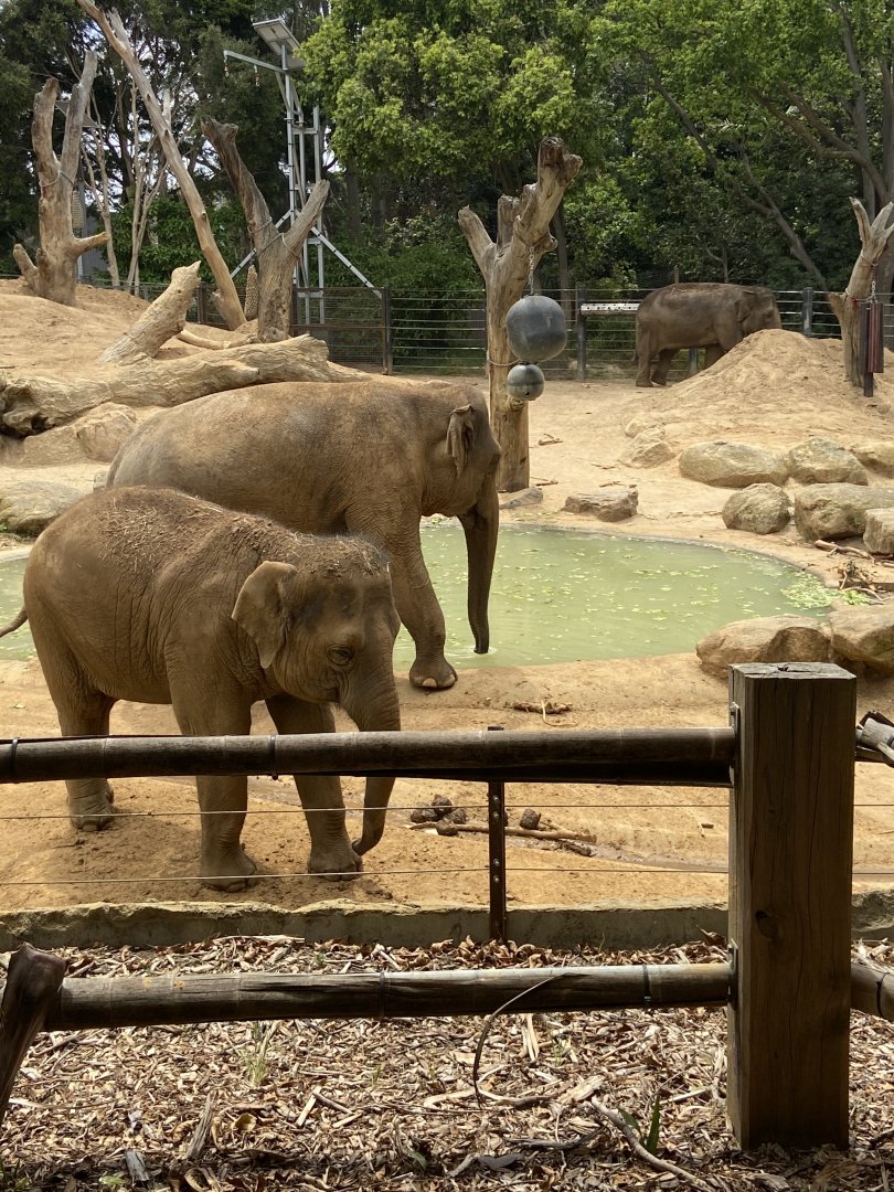 Female Asian Elephants