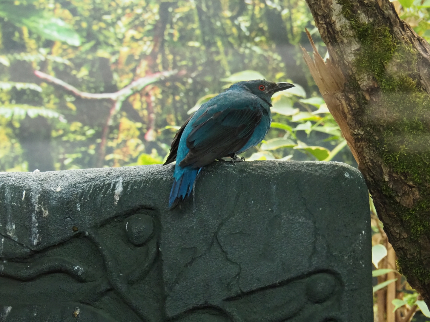 Female Asian fairy-bluebird (Irena puella)