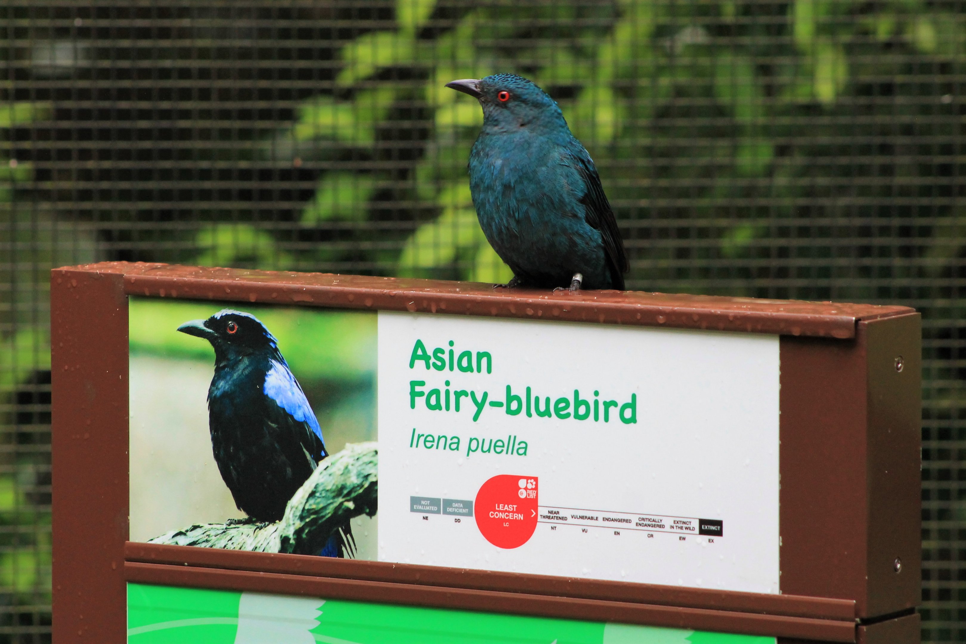 female Asian Fairy Bluebird (Irena puella)