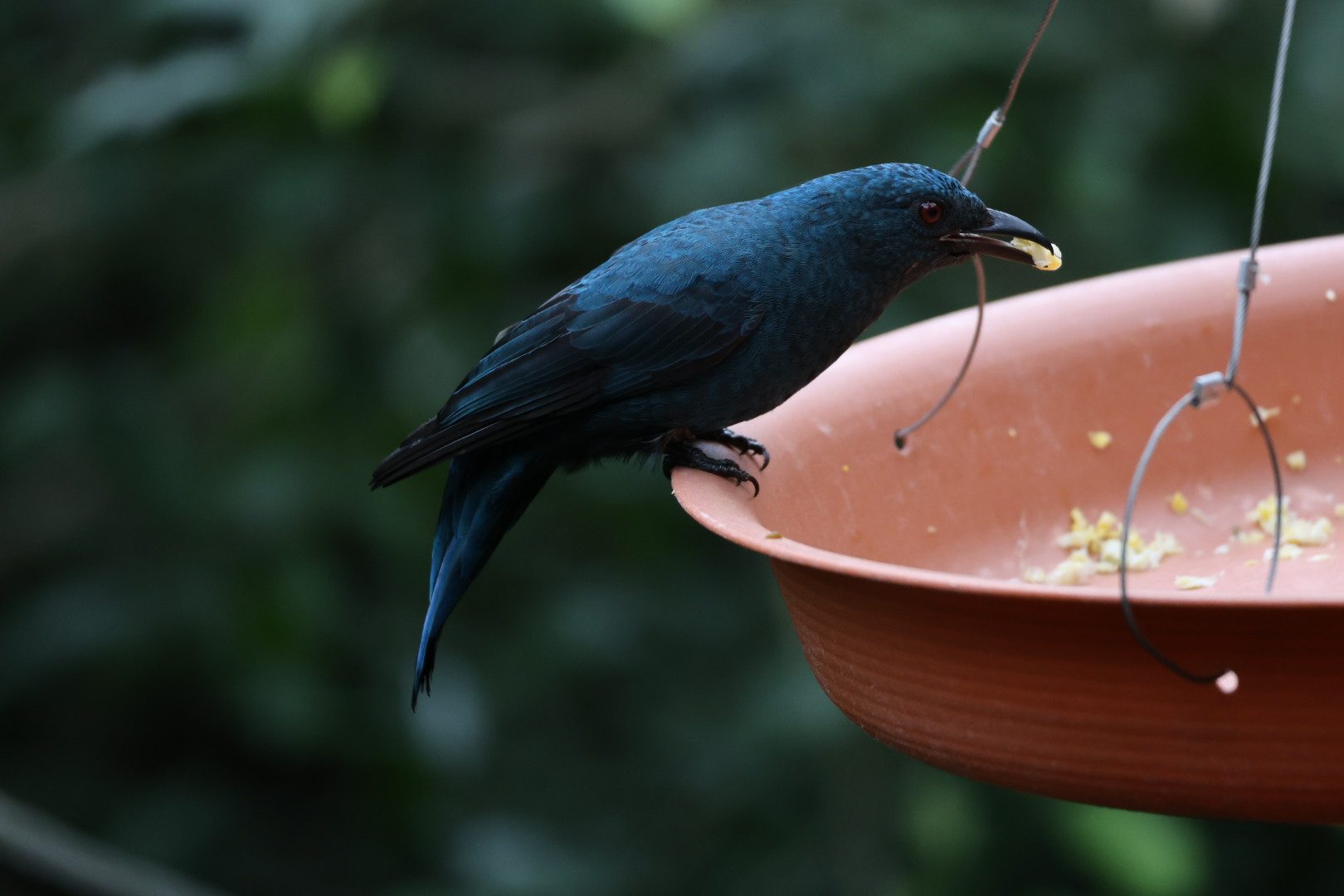 Female Asian fairy-bluebird (Irena puella)
