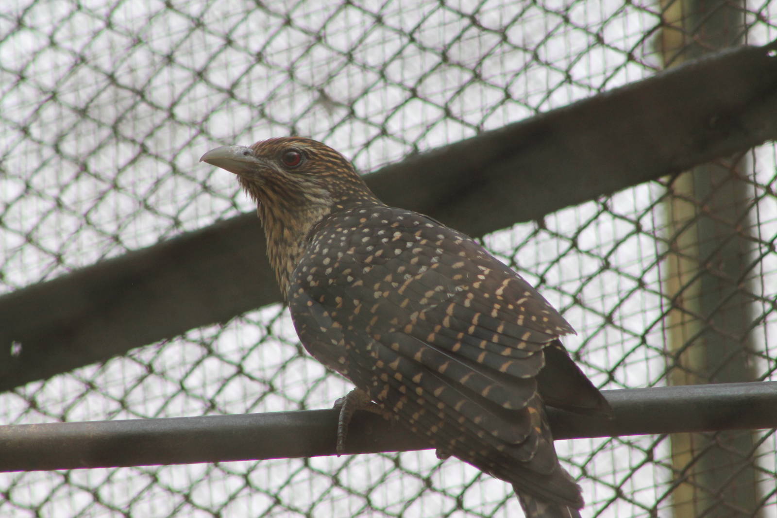 female Asian koel (Eudynamys scolopacea)