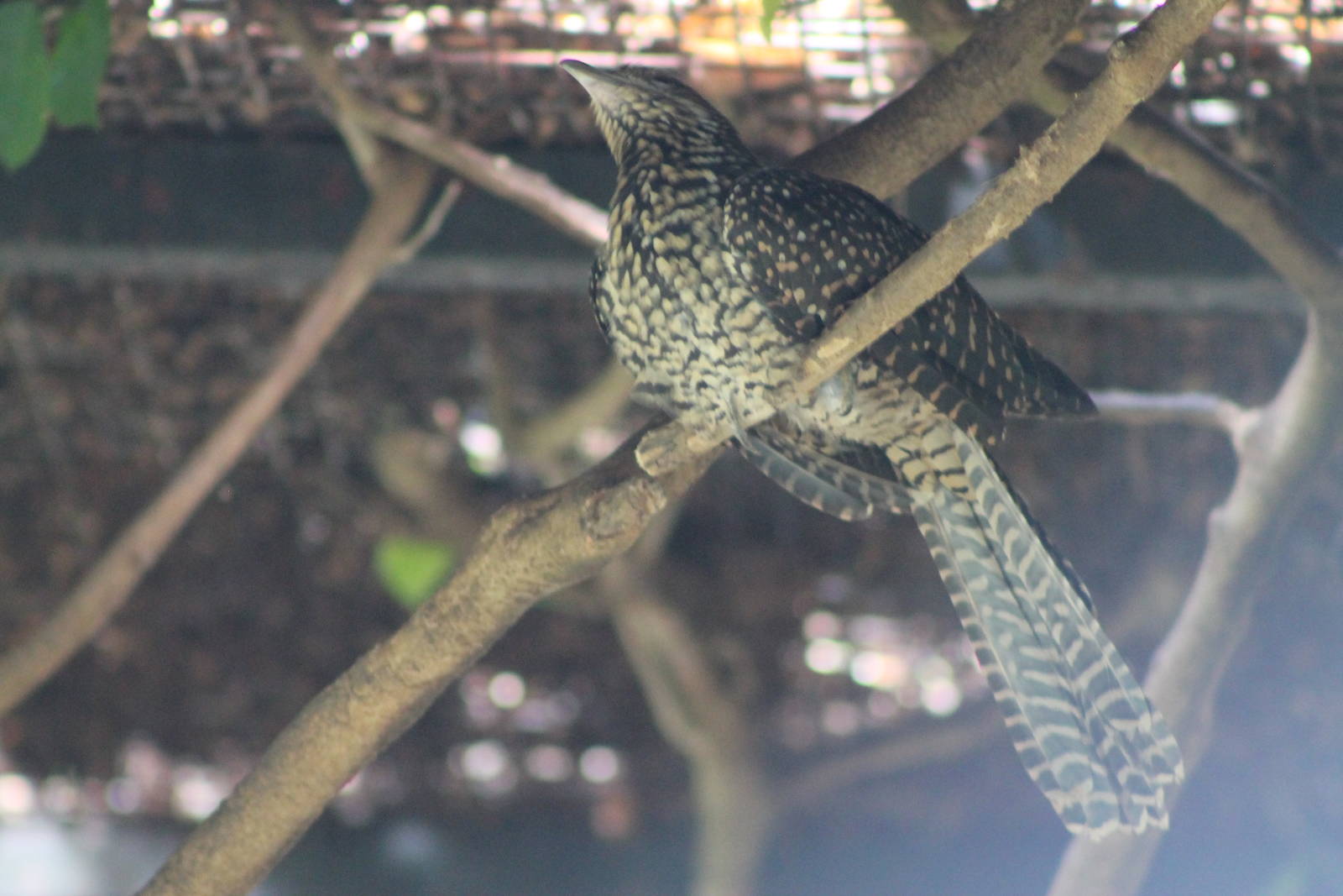 female Asian koel (Eudynamys scolopacea)