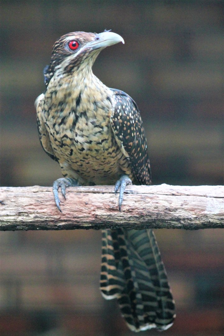 female Asian Koel (Eudynamys scolopaceus)
