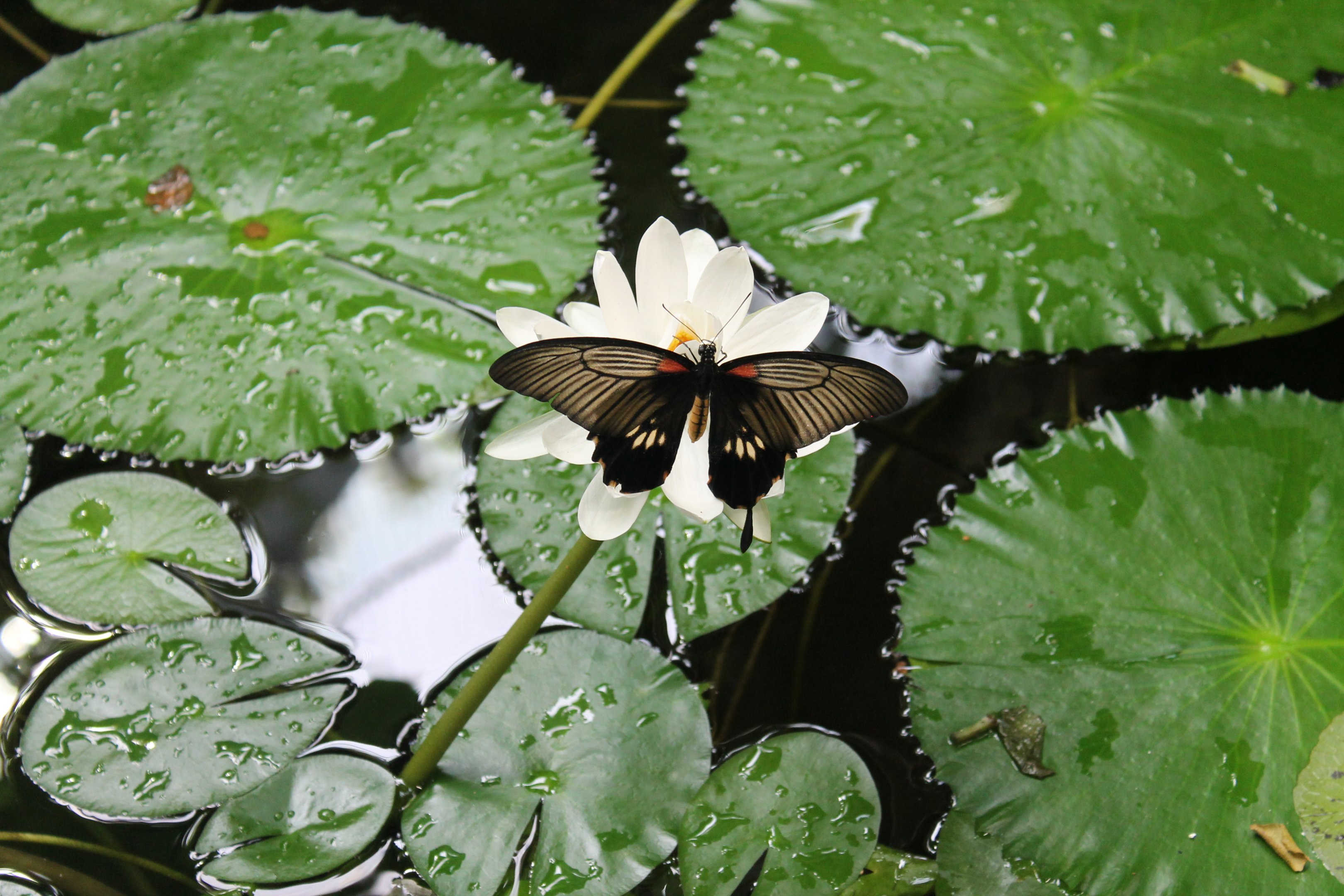 female Asian Swallowtail (Papilio lowi) on waterlily flower