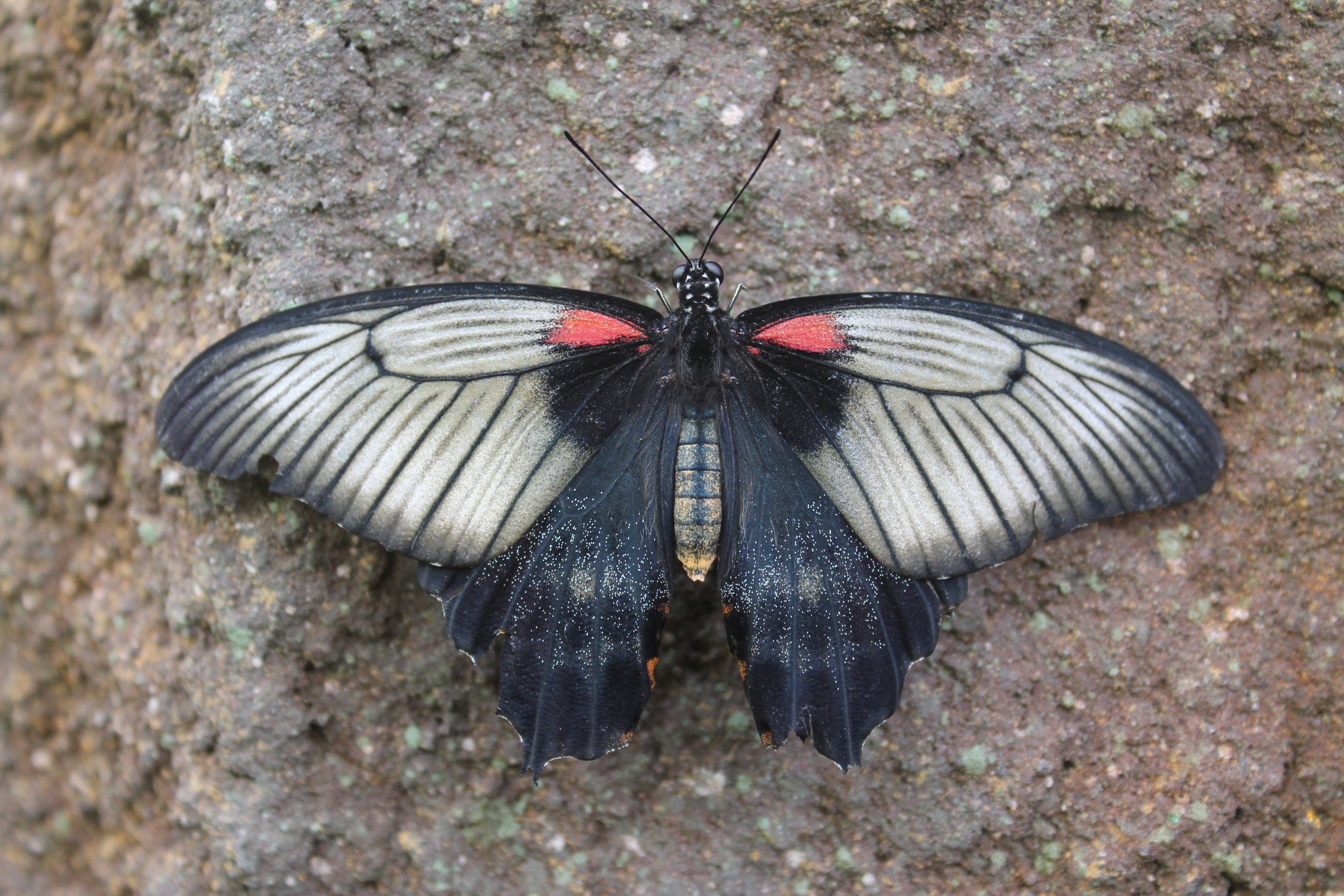 female Asian Swallowtail (Papilio lowi)
