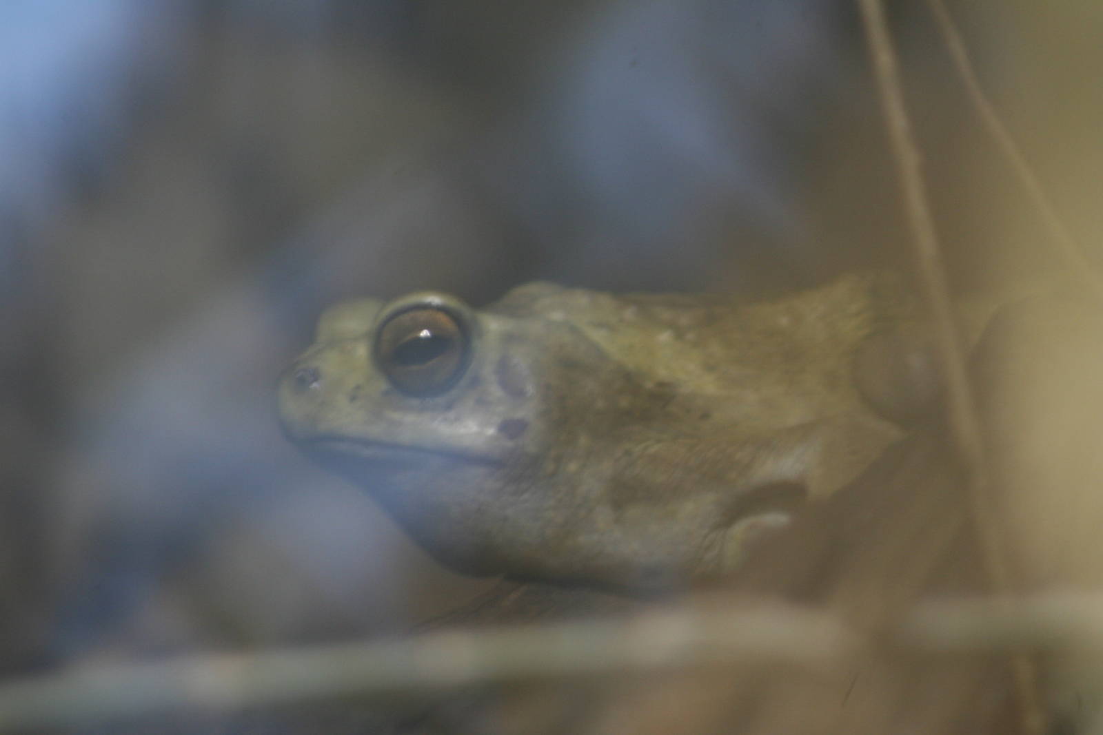 Female Asian Tree Toad @ Chester; 26.01.2012