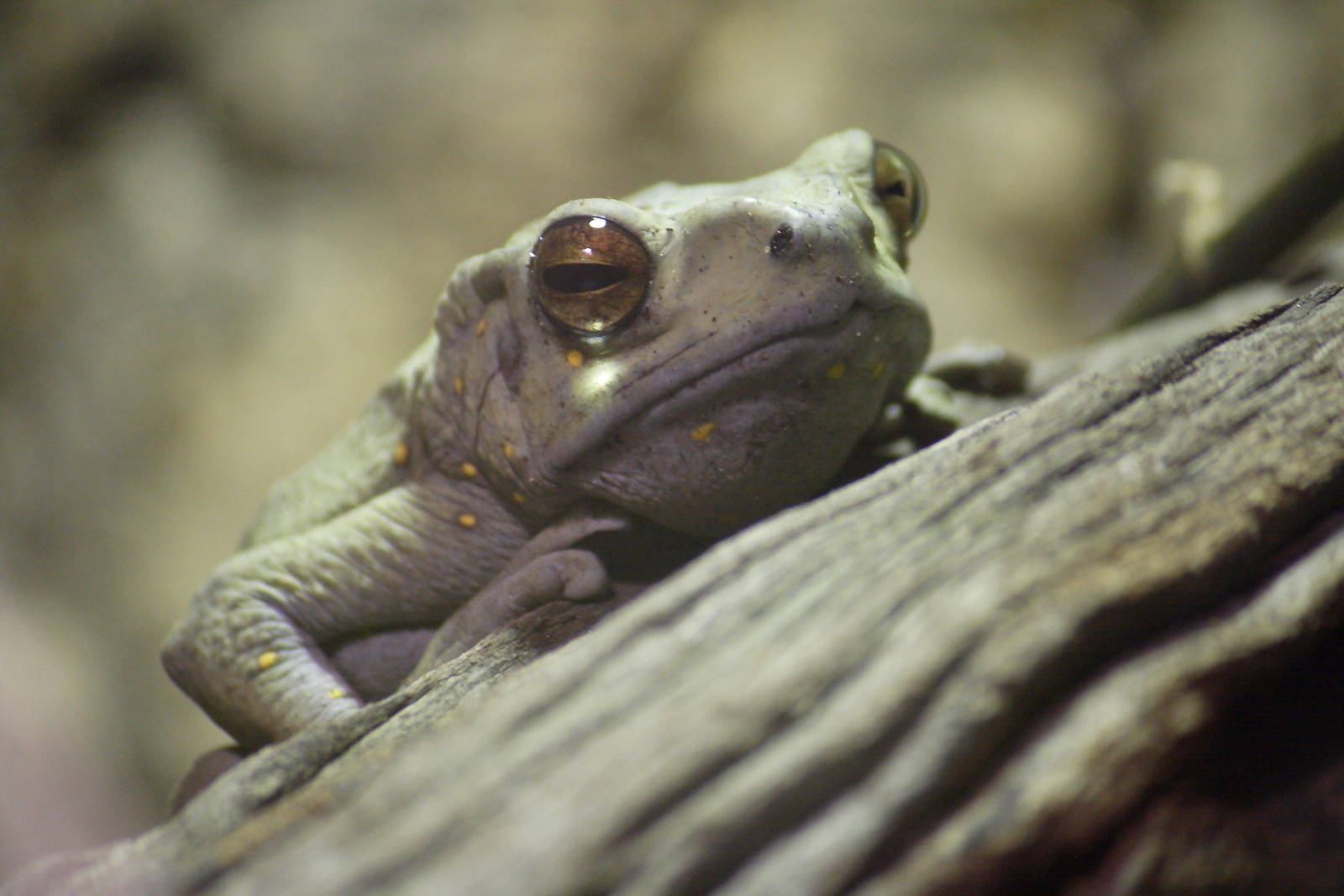Female Asian tree toad