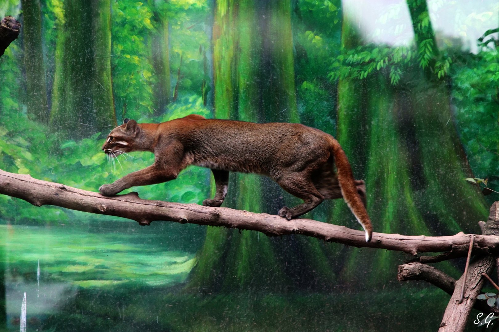 Female Asiatic golden cat walking on branch
