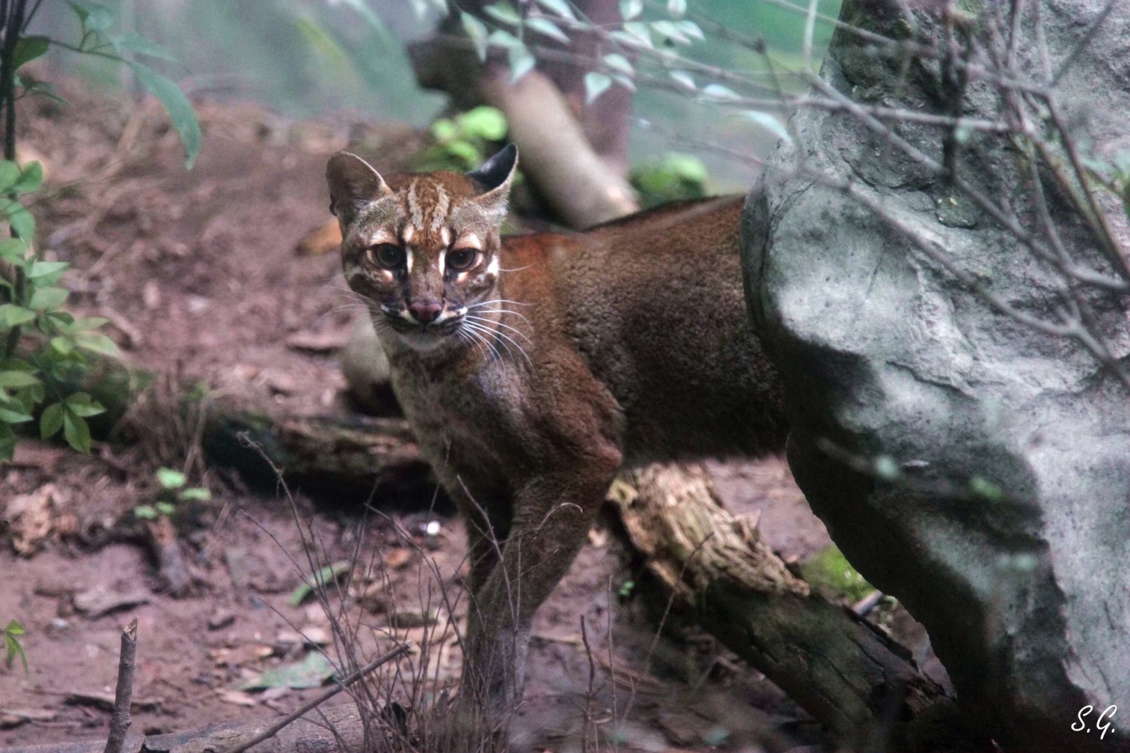 Female Asiatic golden cat