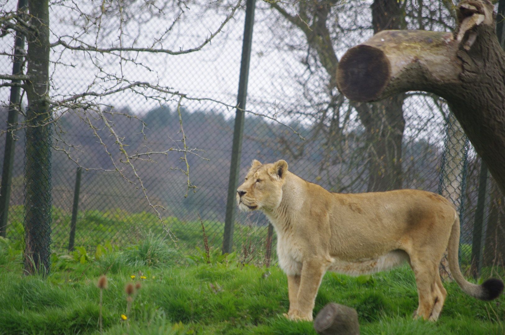 Female Asiatic Lion- 5/4/2023