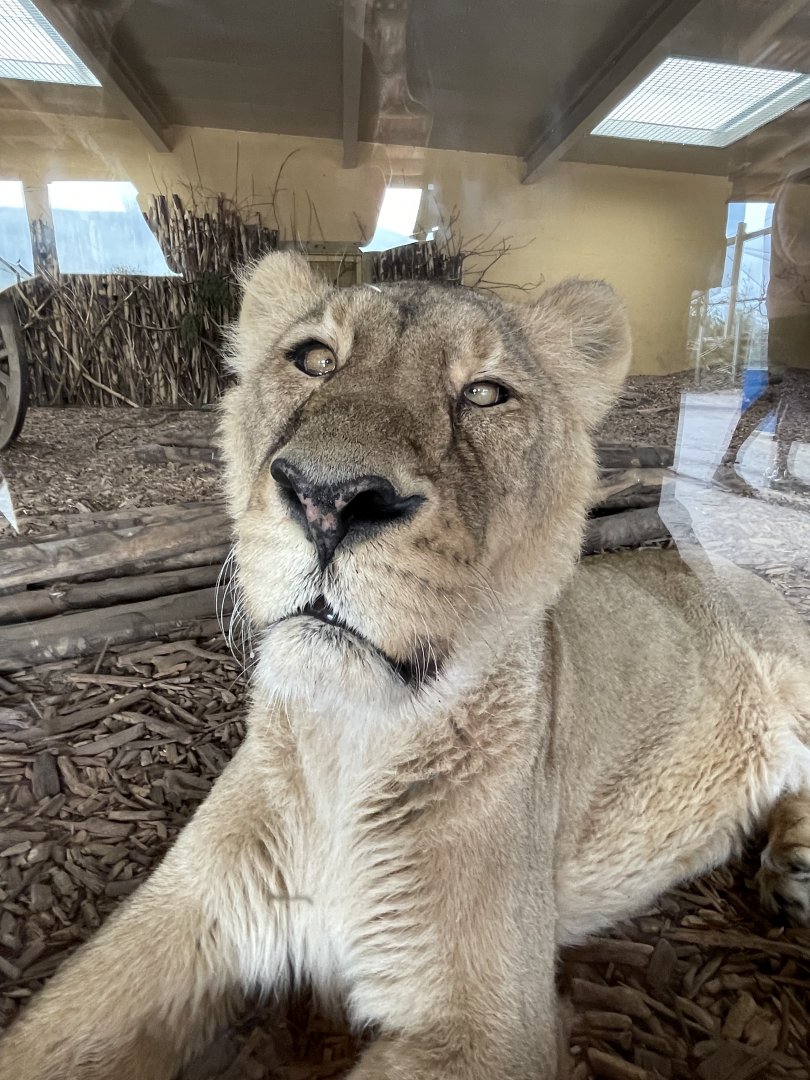 Female Asiatic Lion Close-up