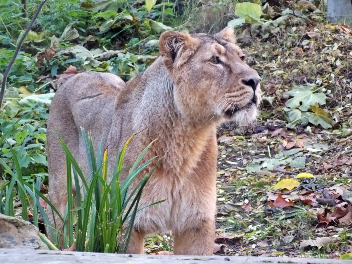 Female Asiatic lion