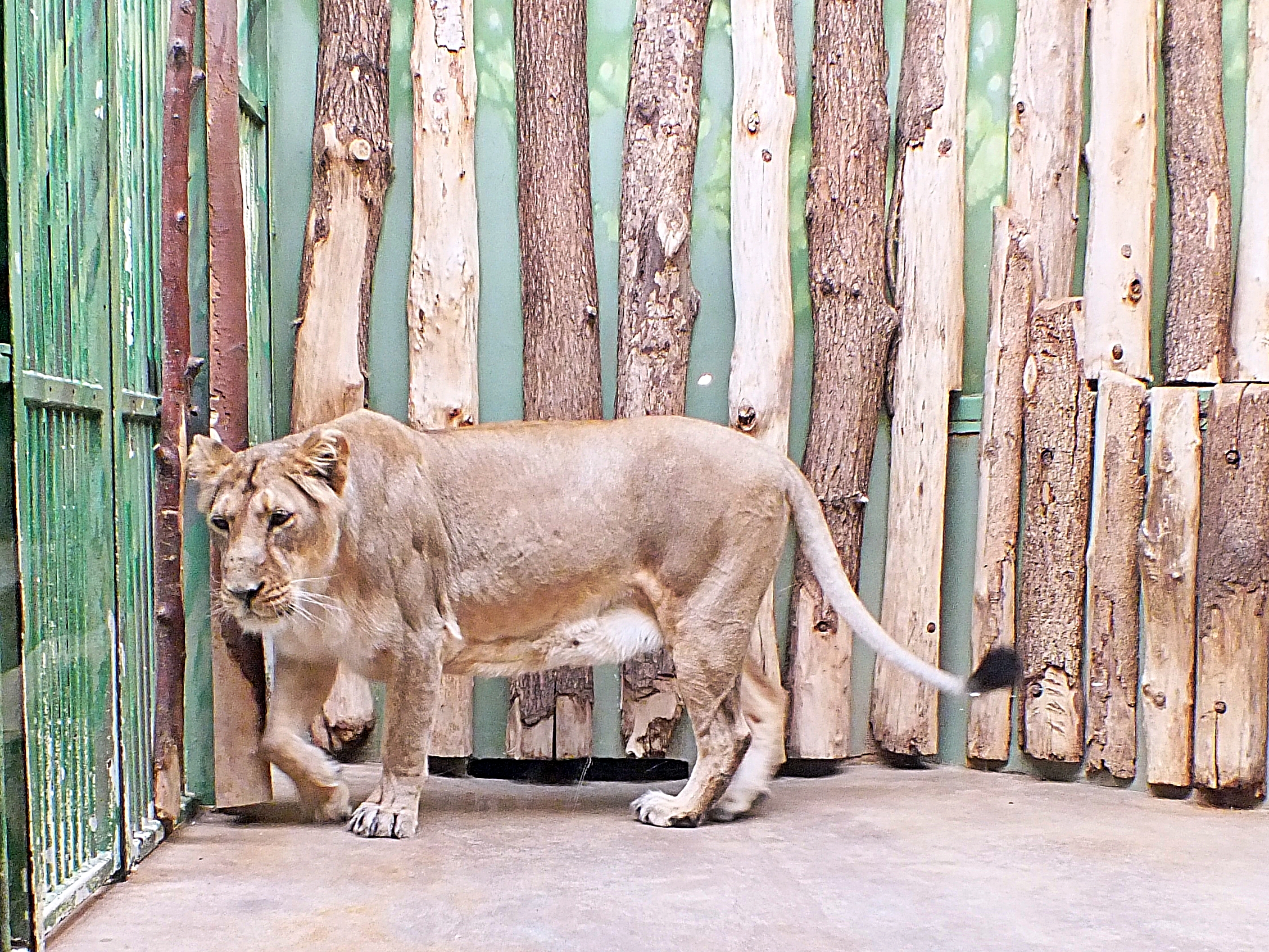 Female Asiatic lion