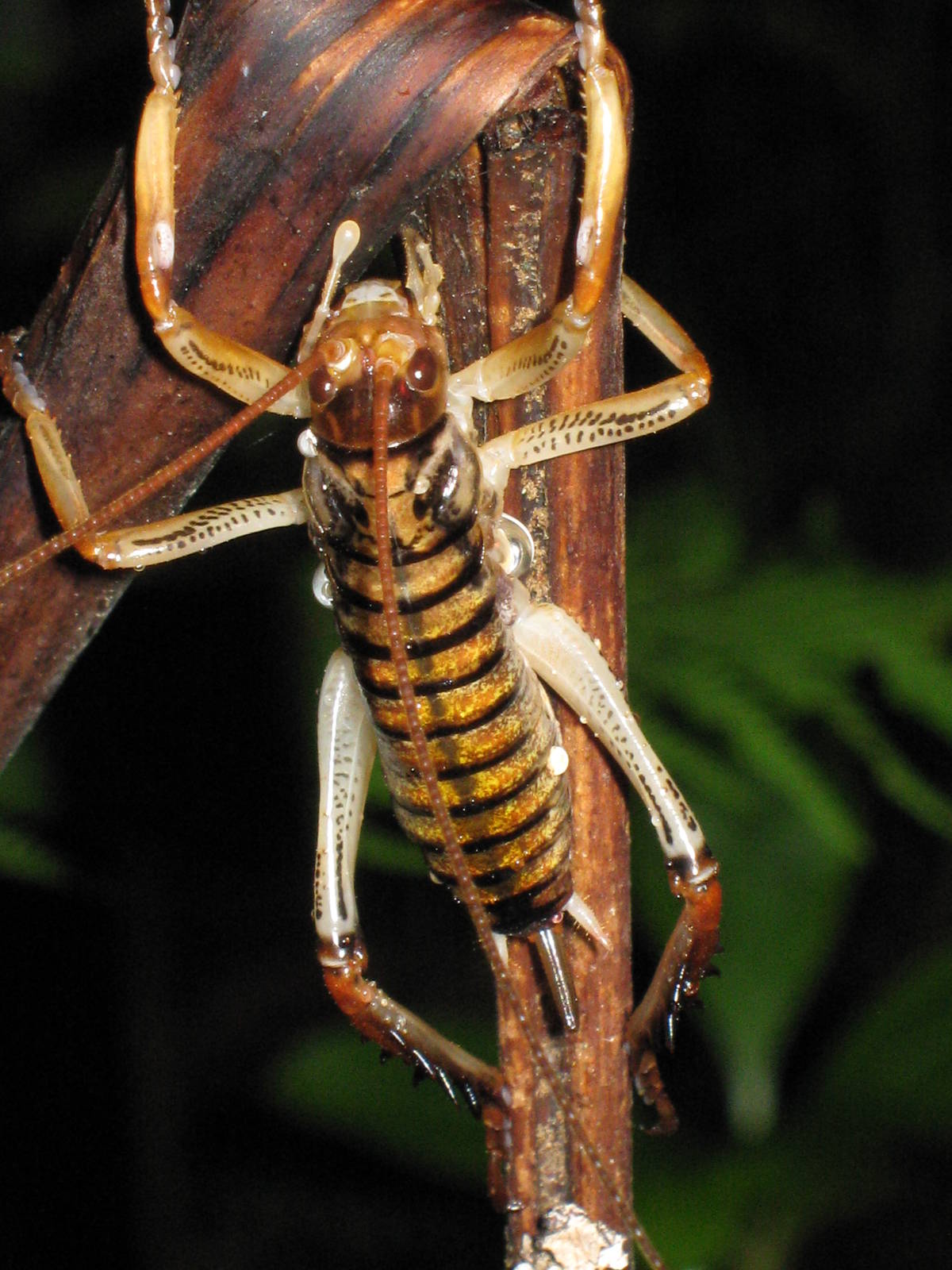 female Auckland tree weta (Hemideina thoracica)