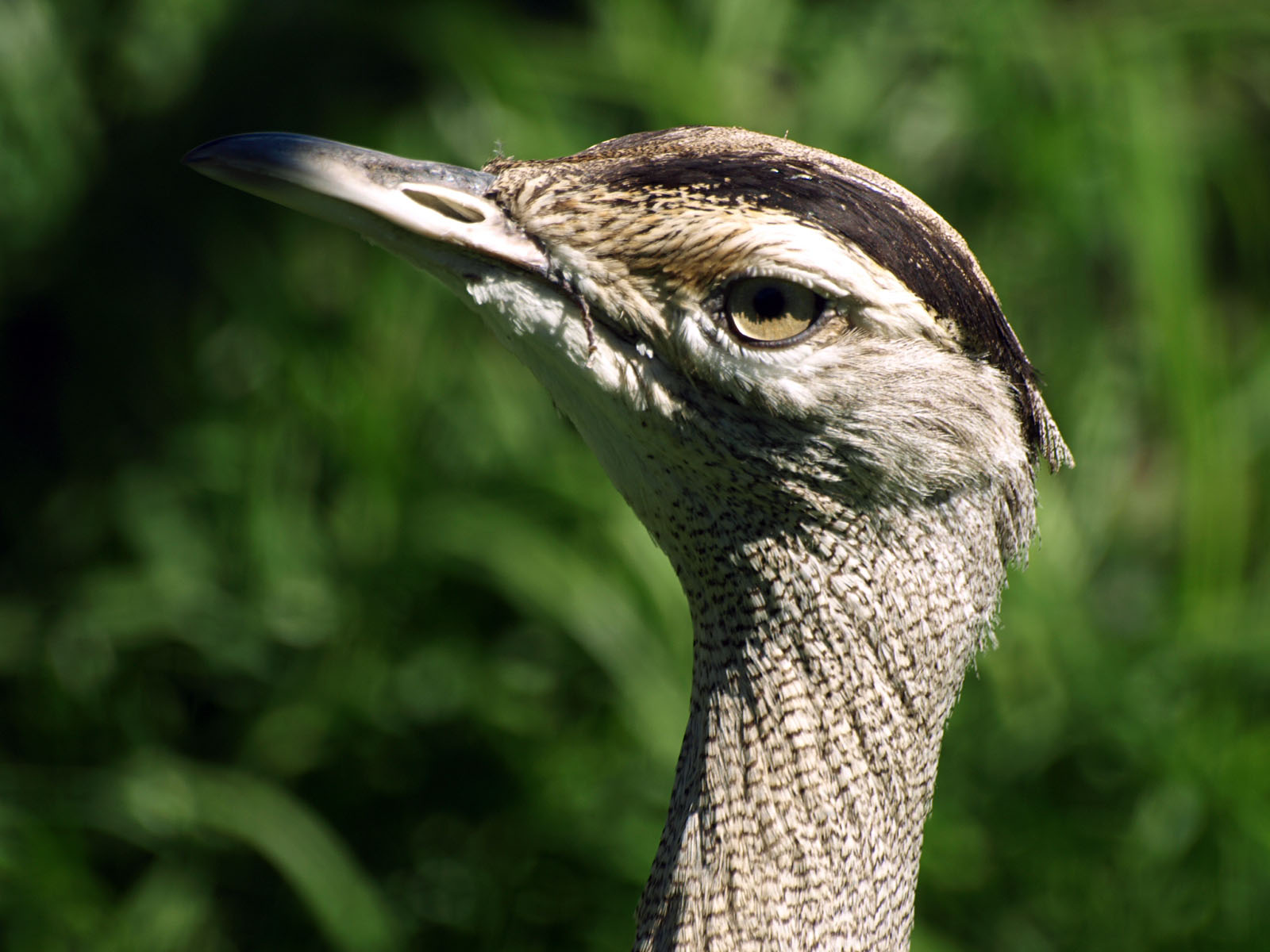 Female Australian Bustard