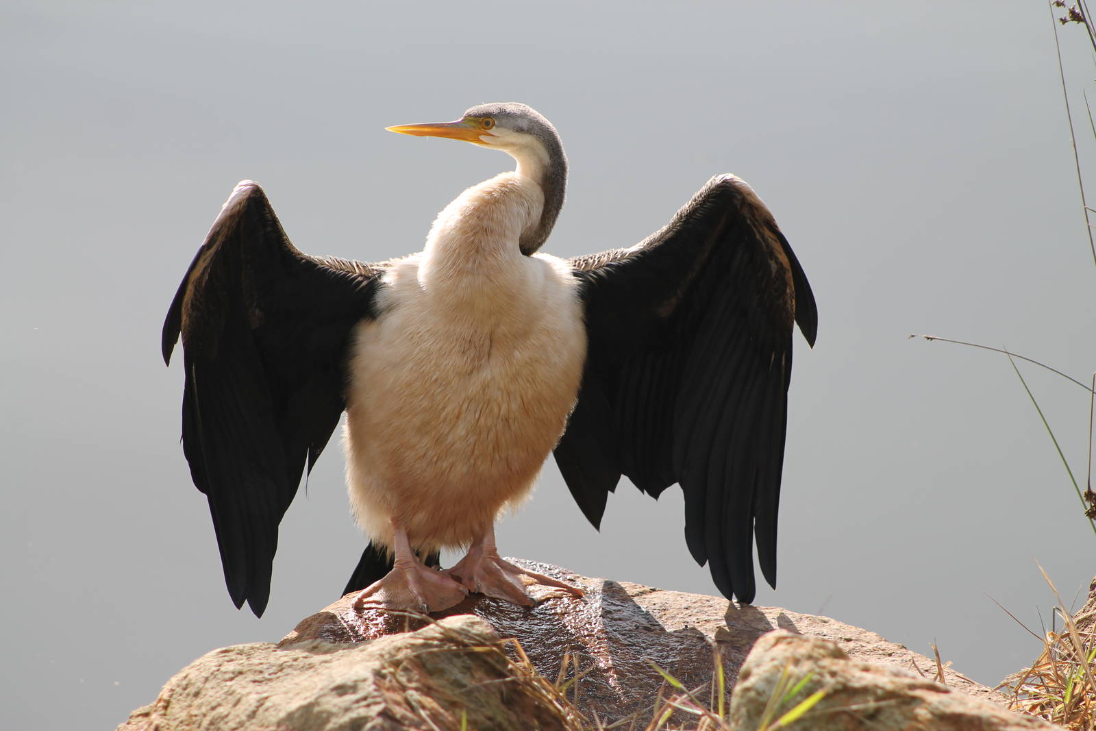 Female Australian Darter