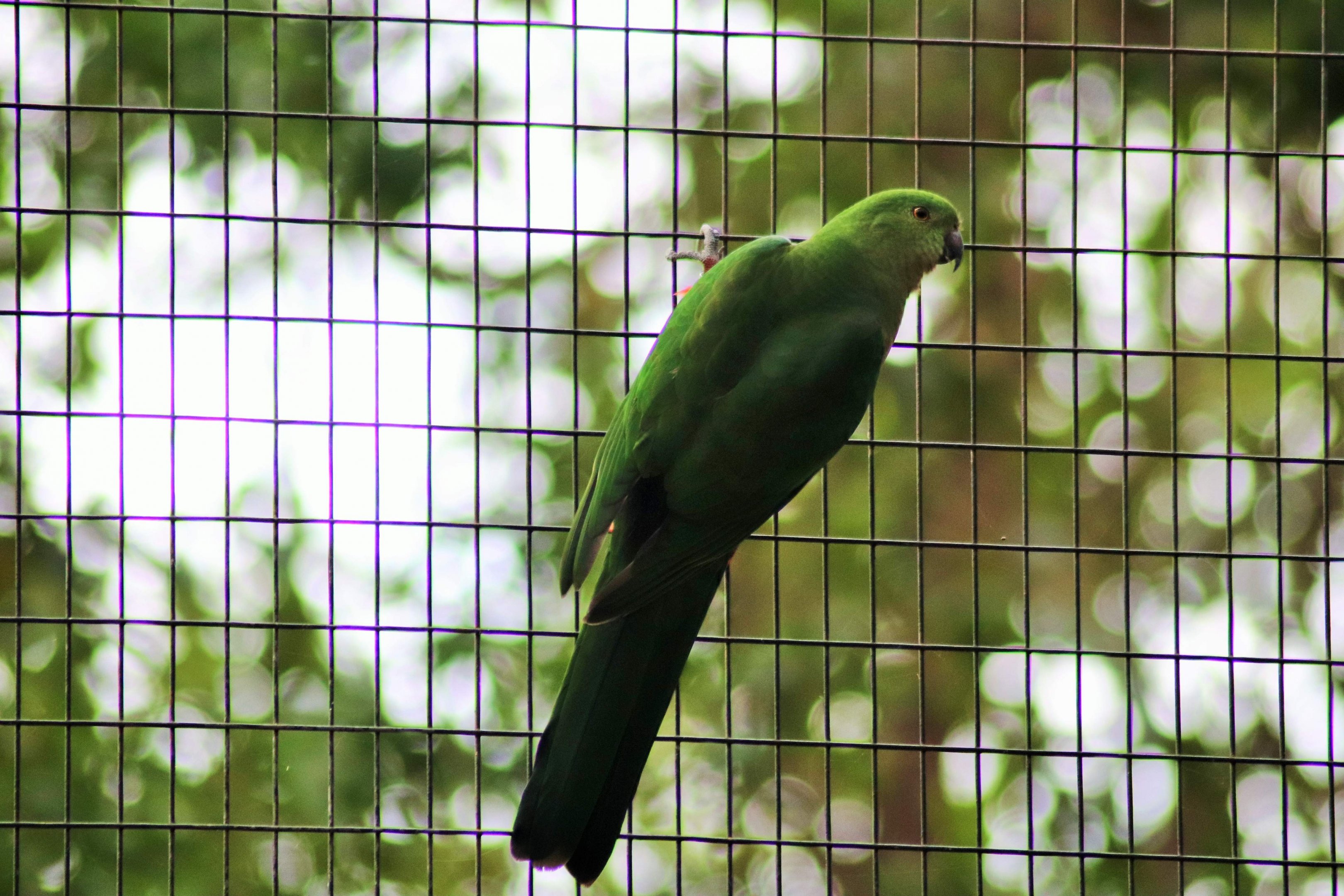 Female Australian King Parrot (Alisterus scapularis)