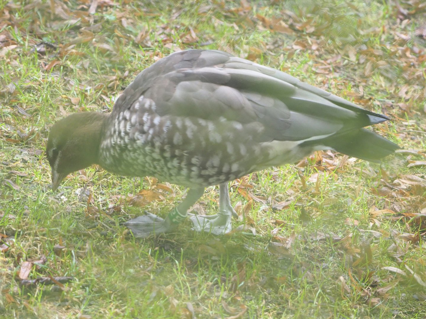 Female Australian maned wood duck (Chenonetta jubata), 2021-10-10