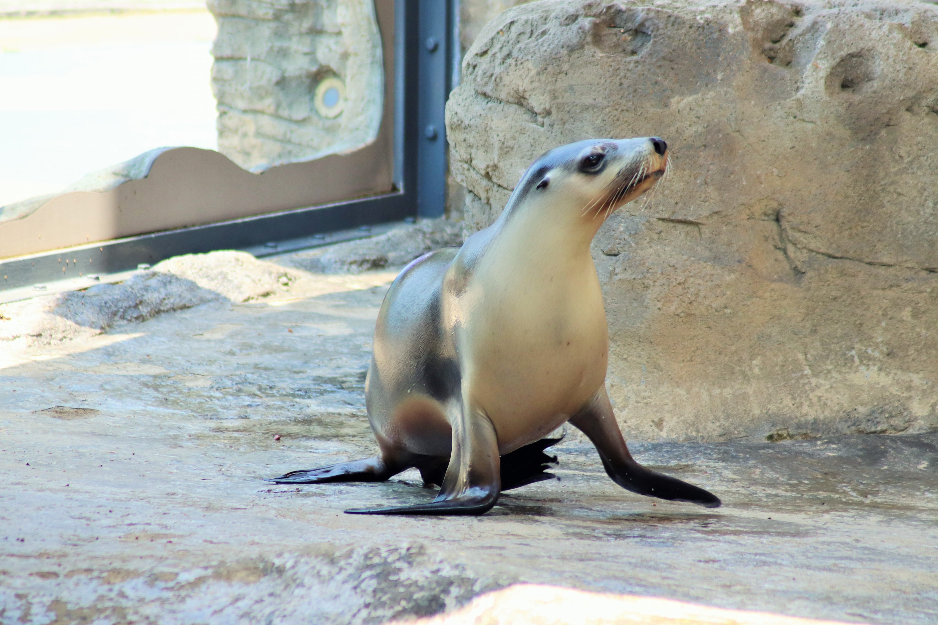 Female Australian Sea Lion (Neophoca cinerea)