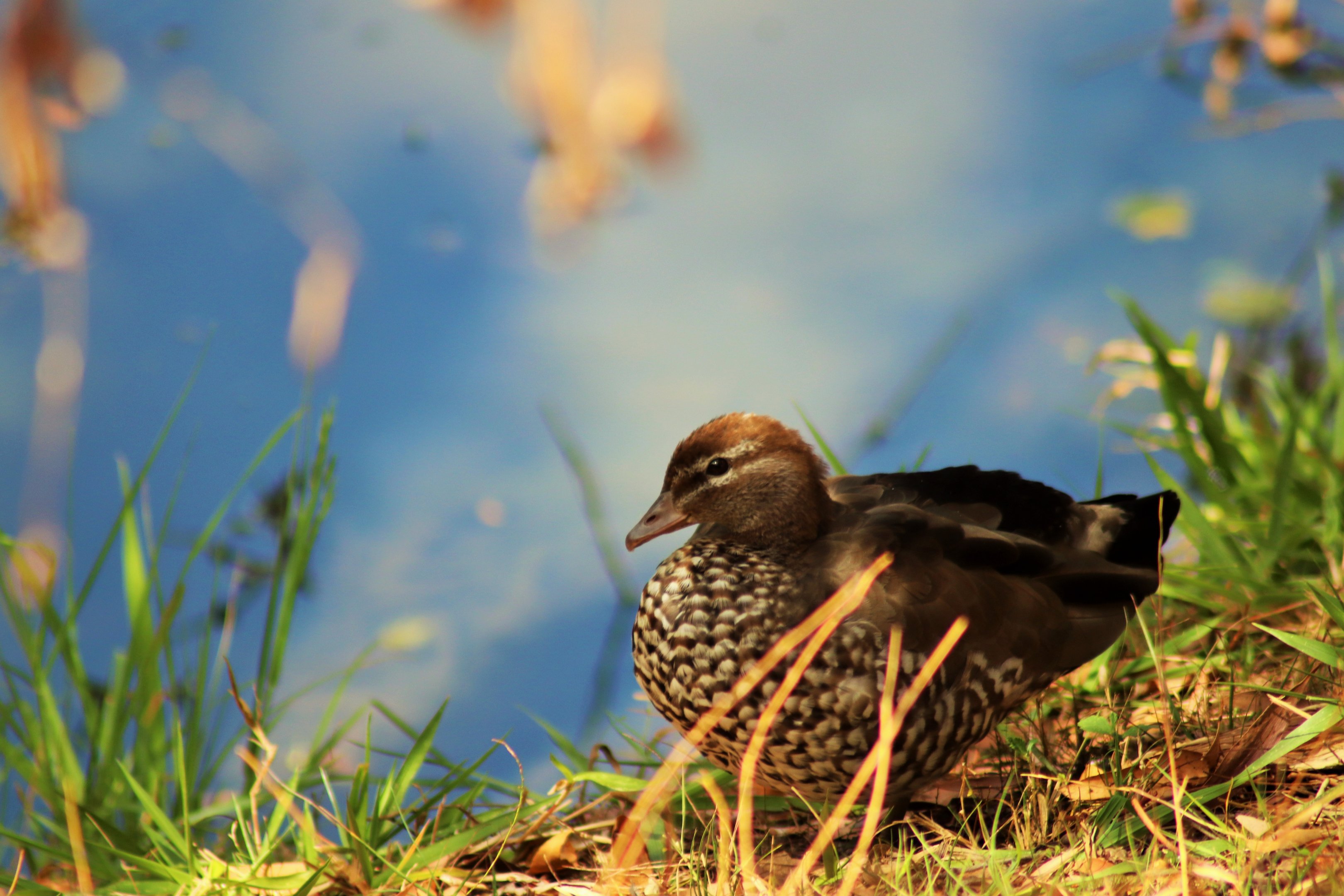 Female Australian Wood Duck (Chenonetta jubata)