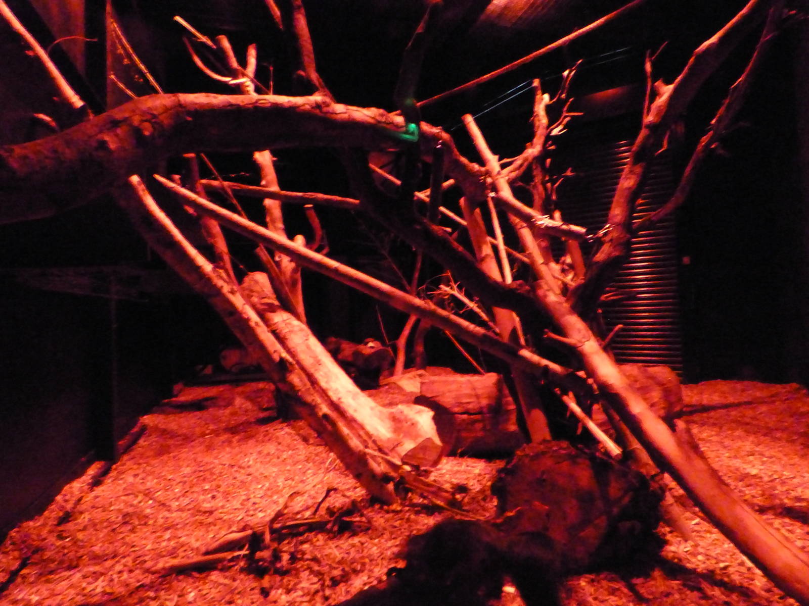 Female Aye-Aye Enclosure
