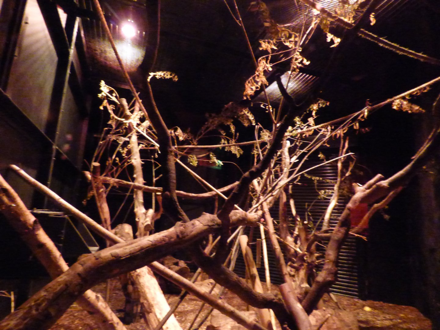 Female Aye-Aye Enclosure