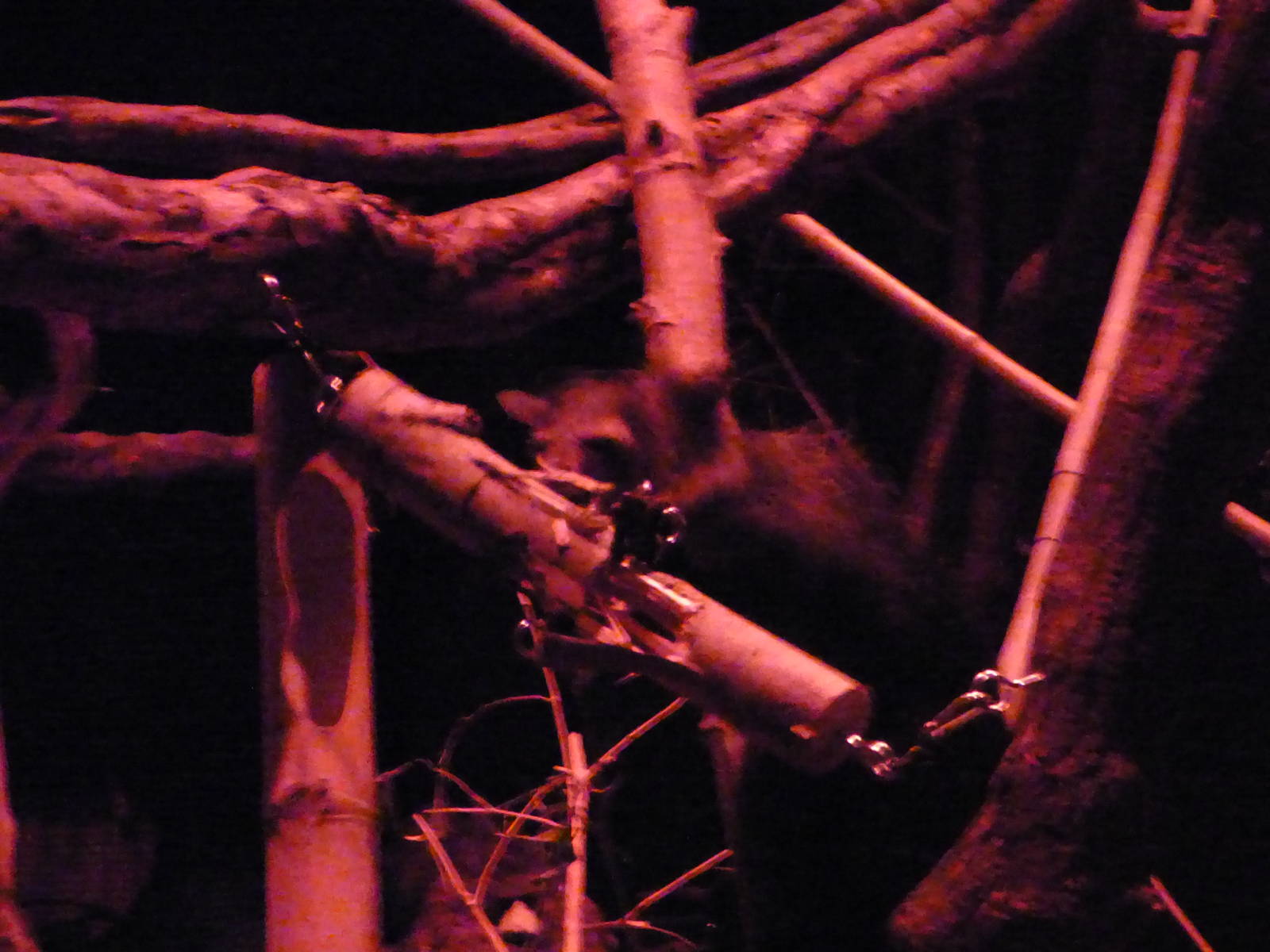 Female Aye-aye 'Mamy'