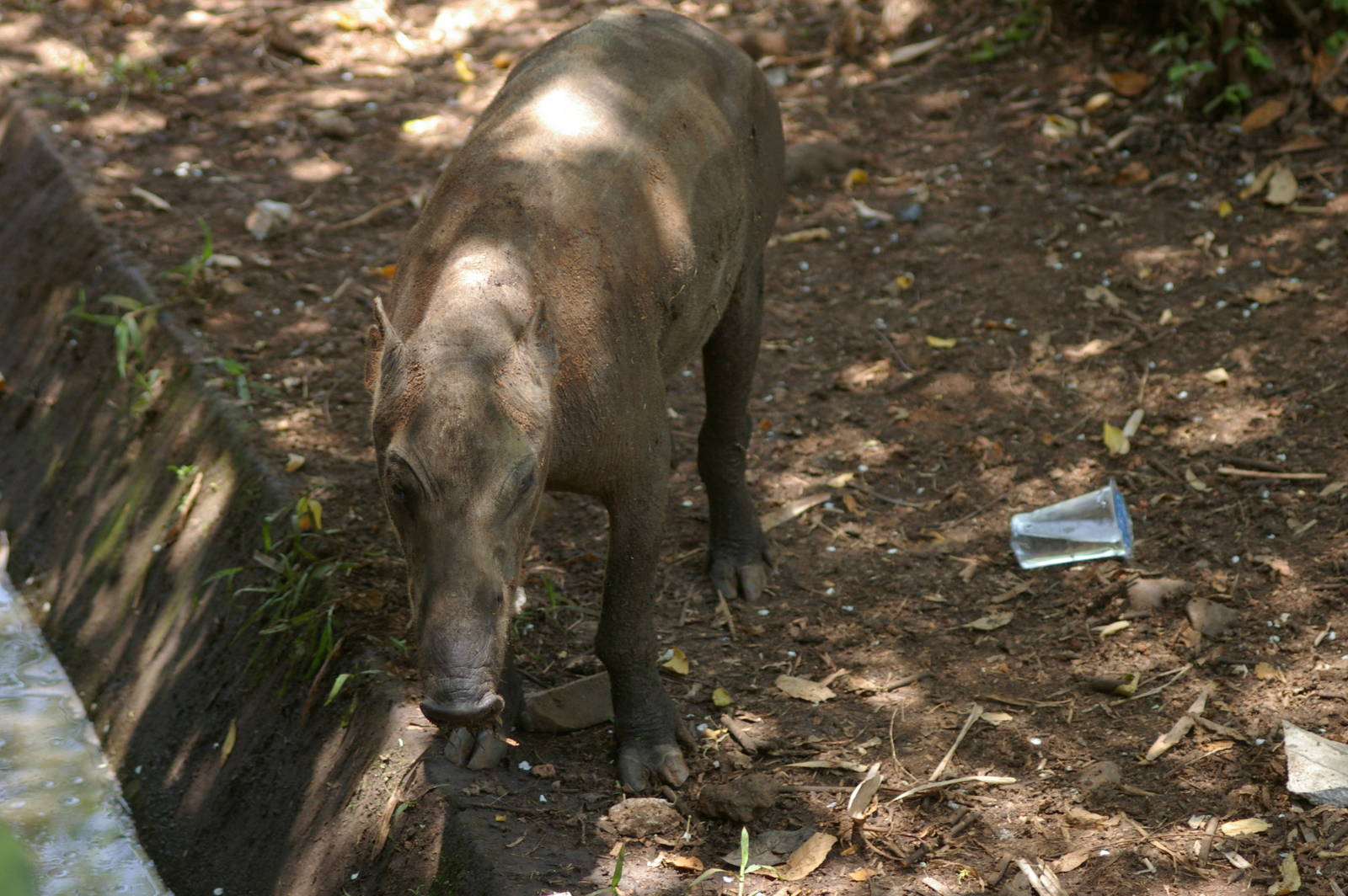 female babirusa