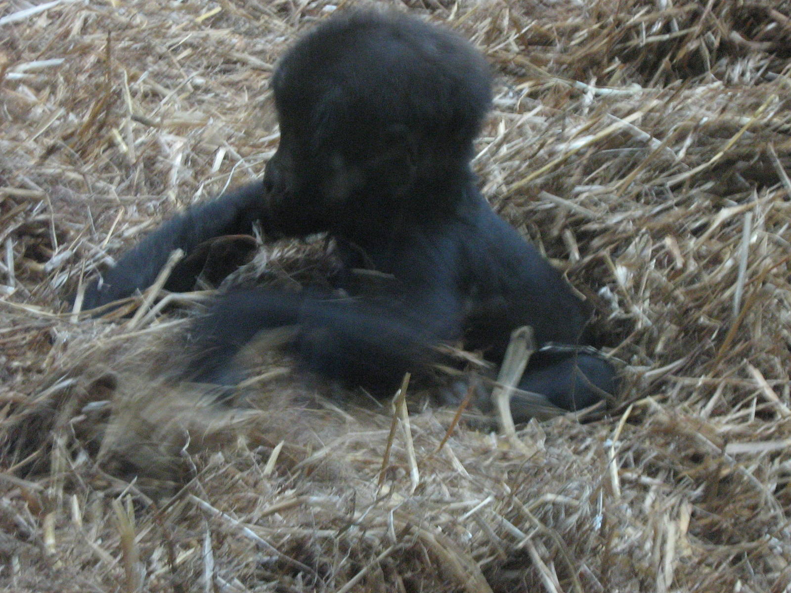 female baby western lowland gorilla