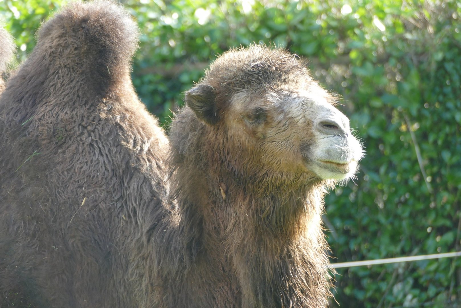 Female Bactrian camel, November 2019