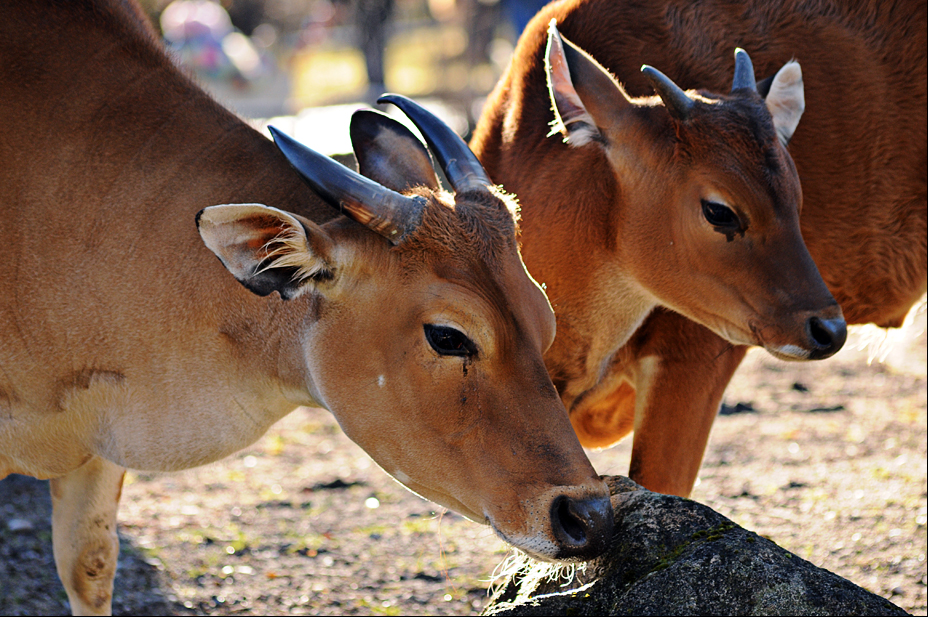 Female banteng with youngster at Hellabrunn