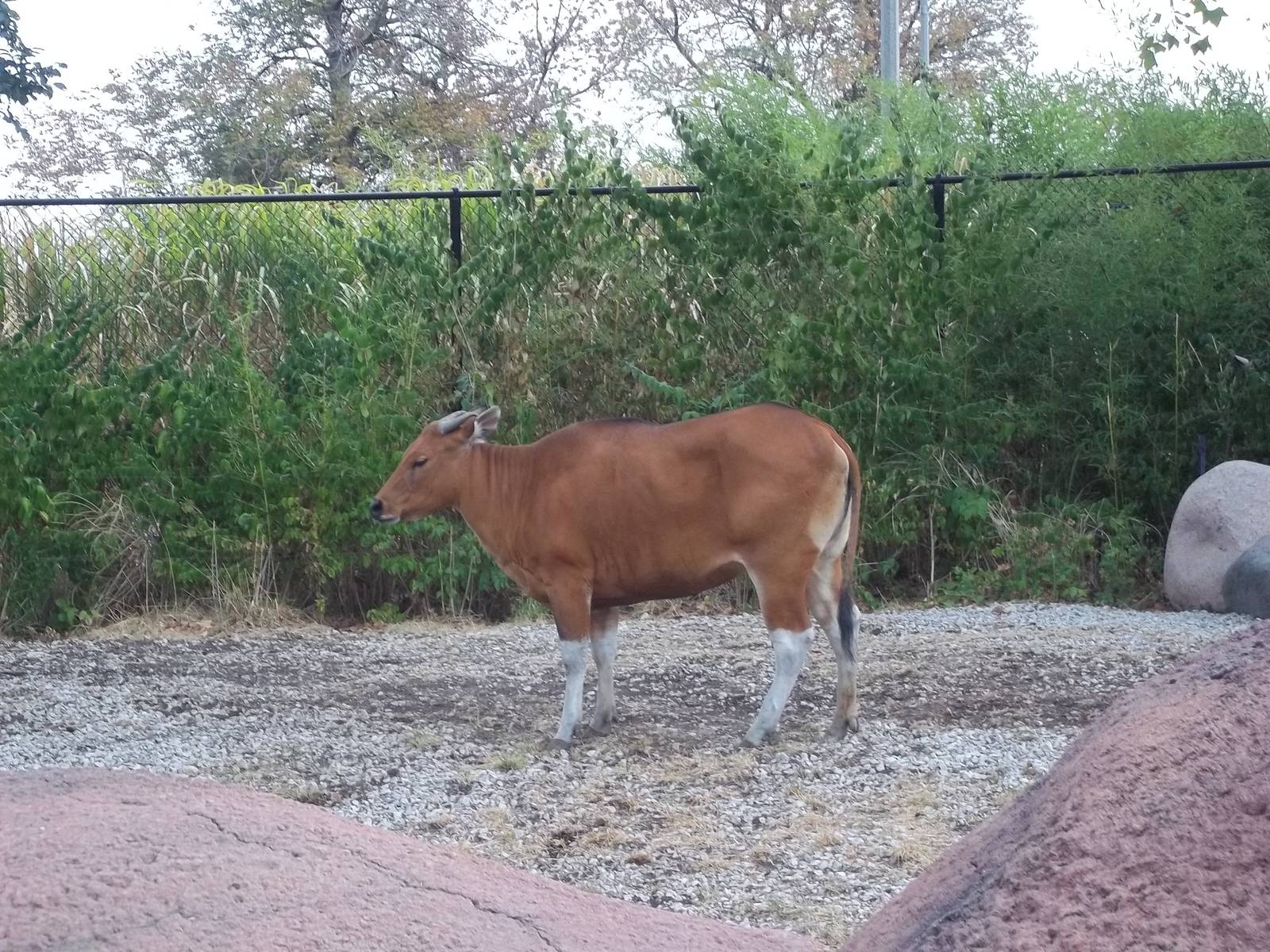 Female Banteng