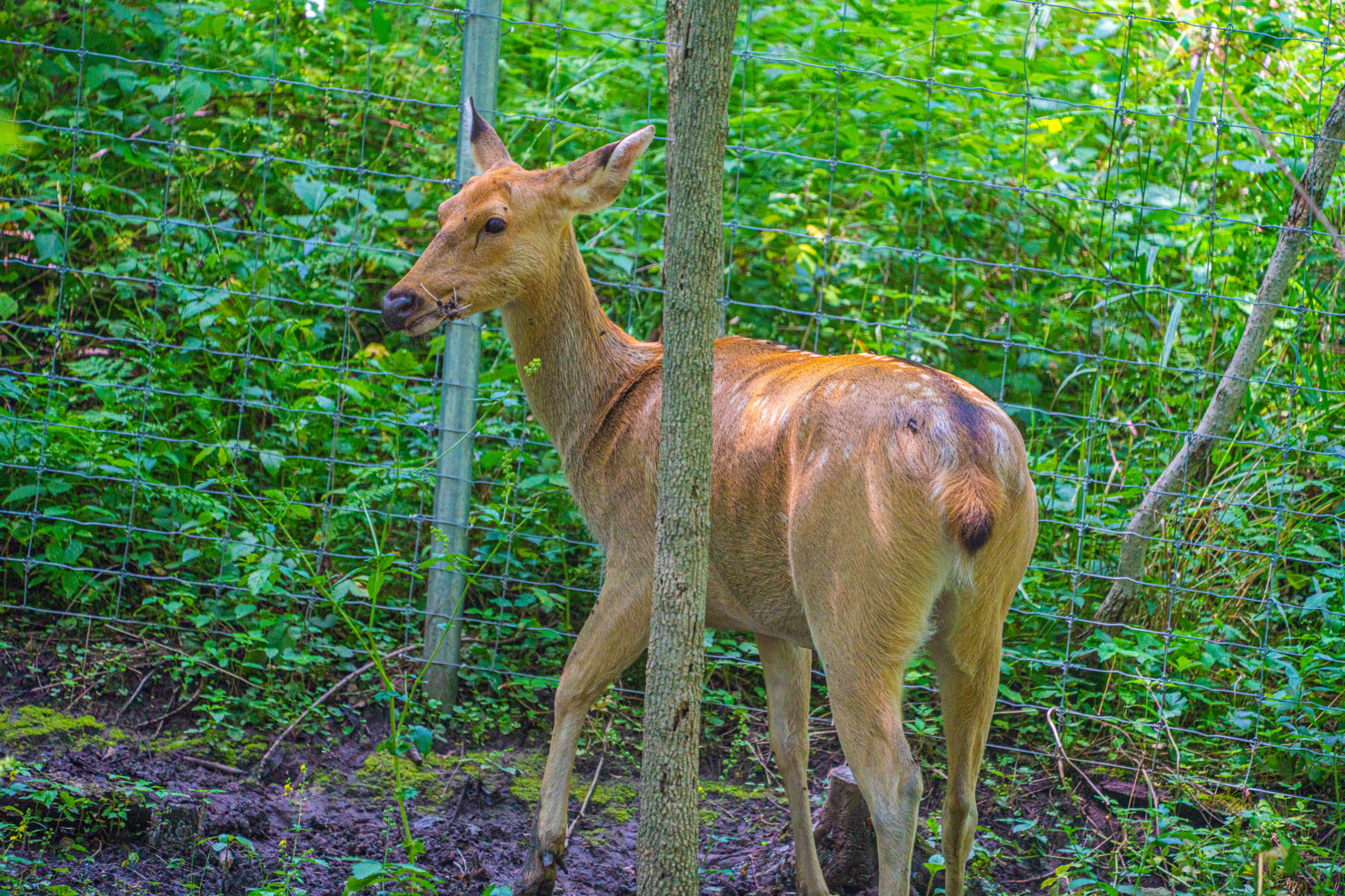 Female Barasingha