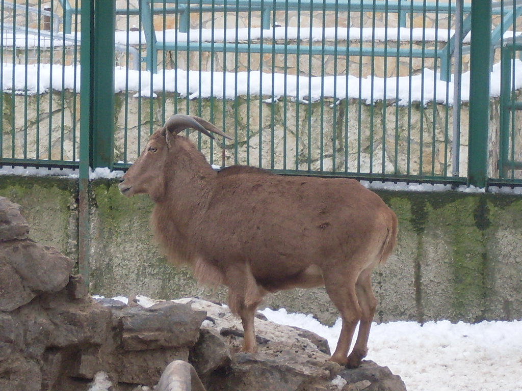 Female barbary sheep