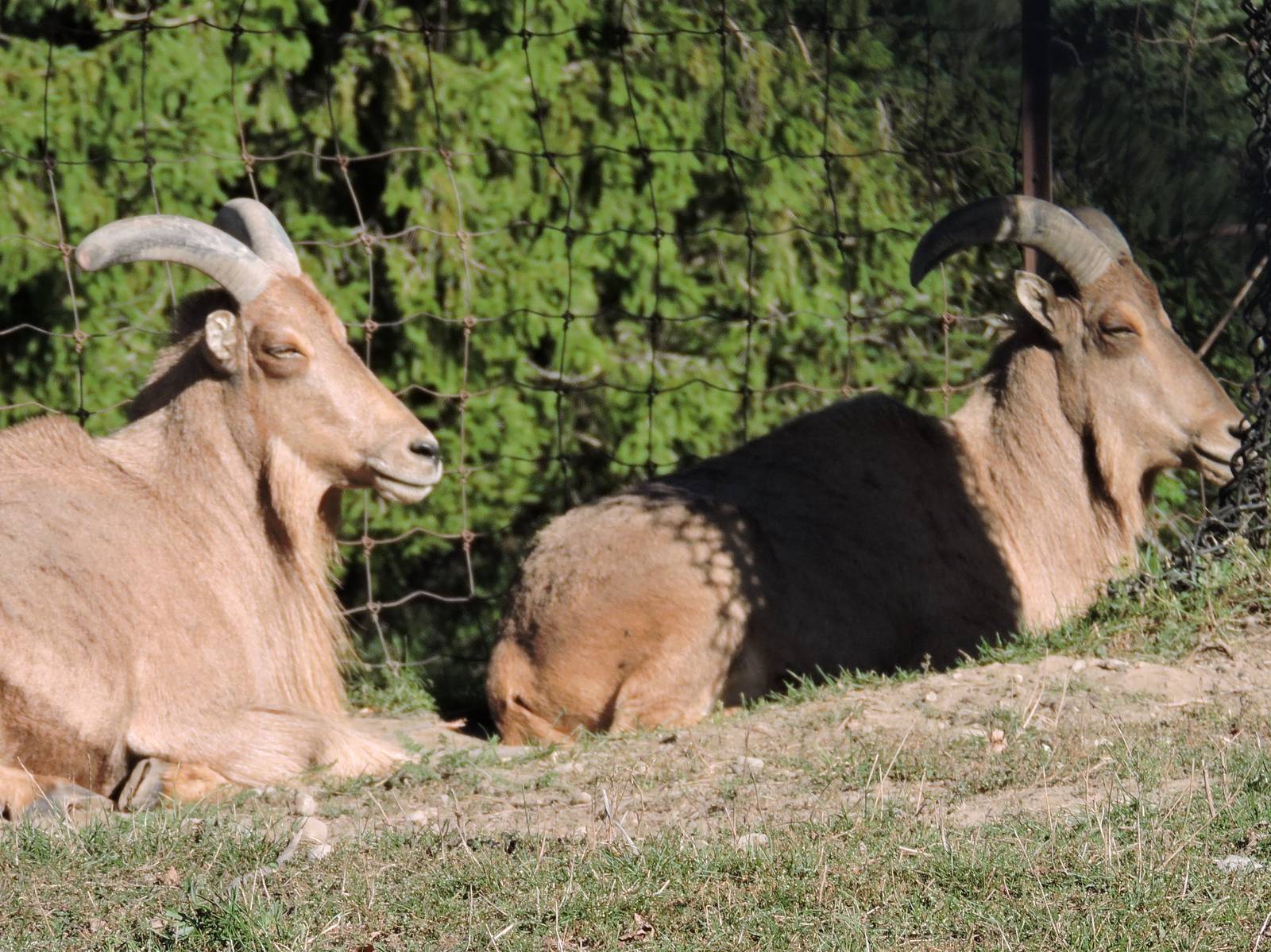 Female Barbary Shhep