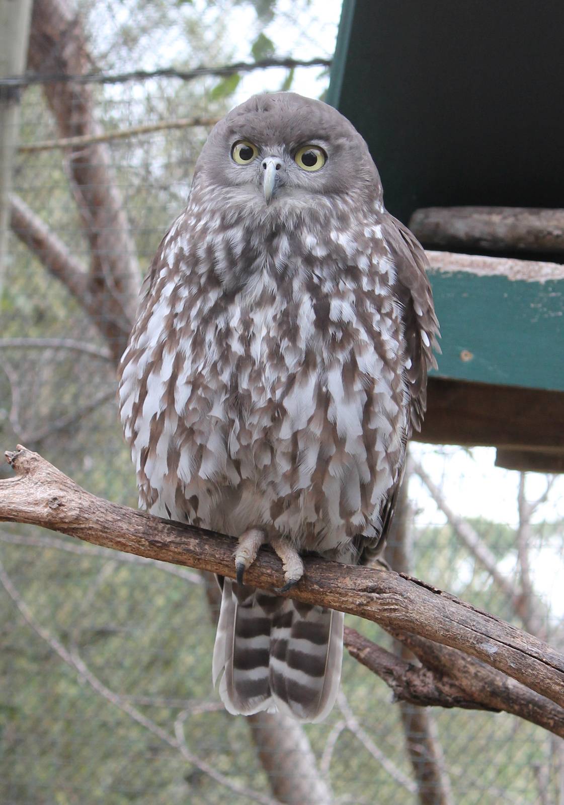 female Barking Owl (Ninox connivens)