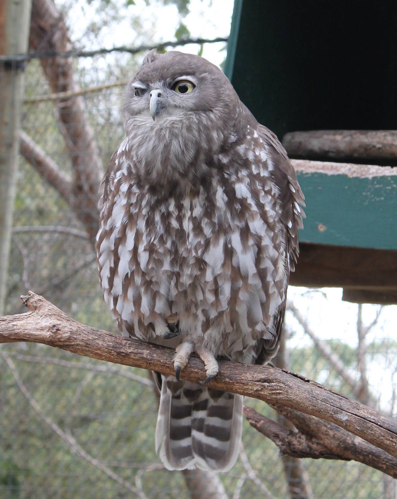 female Barking Owl (Ninox connivens)