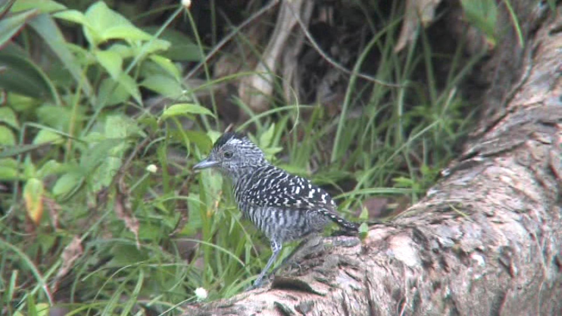 Female Barred-Ant Thrush