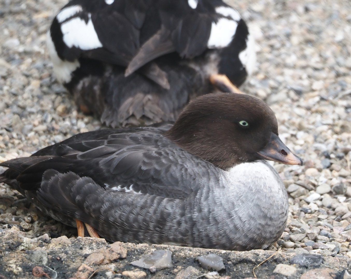 Female Barrow’s goldeneye (Bucephala islandica)2024-05-21