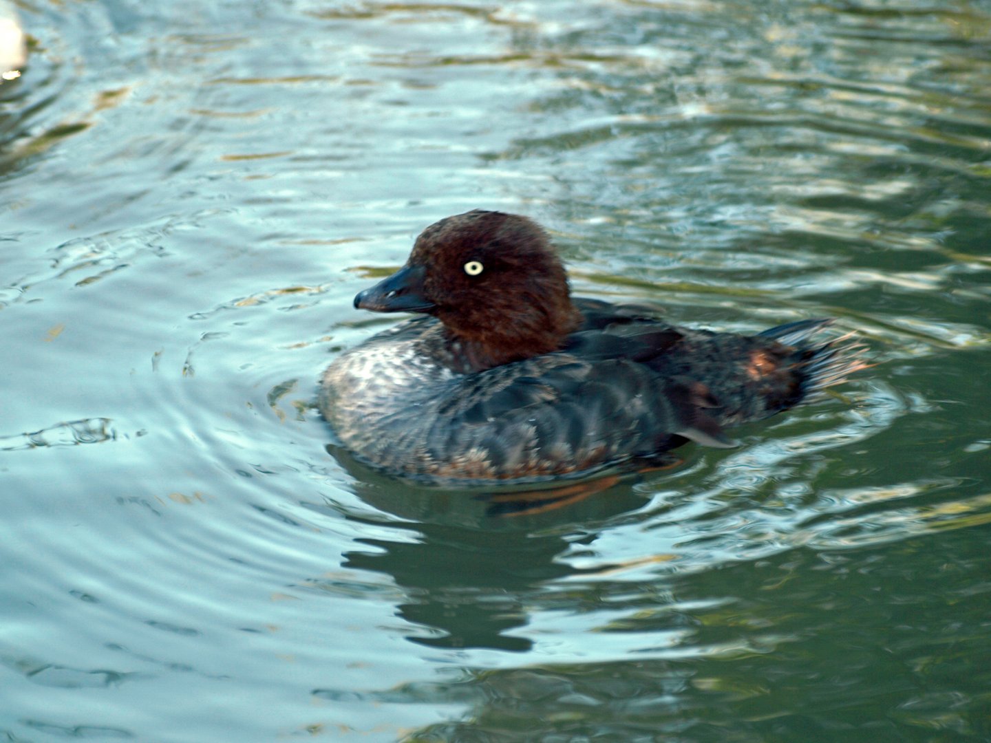 Female Barrow's Goldeneye?