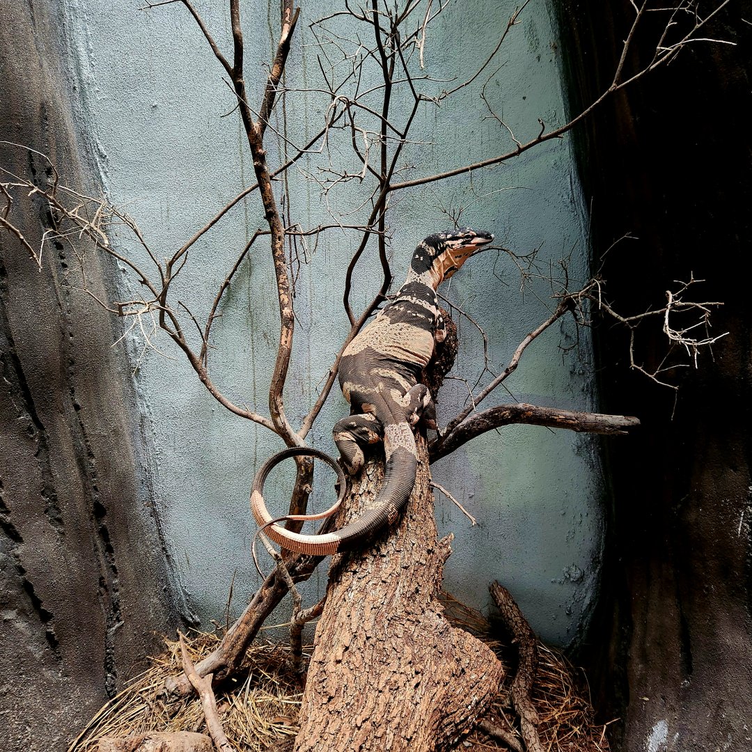 Female Bell's Phase Lace Monitor (Varanus varius)