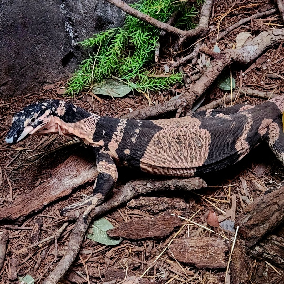 Female Bell's Phase Lace Monitor (Varanus varius)