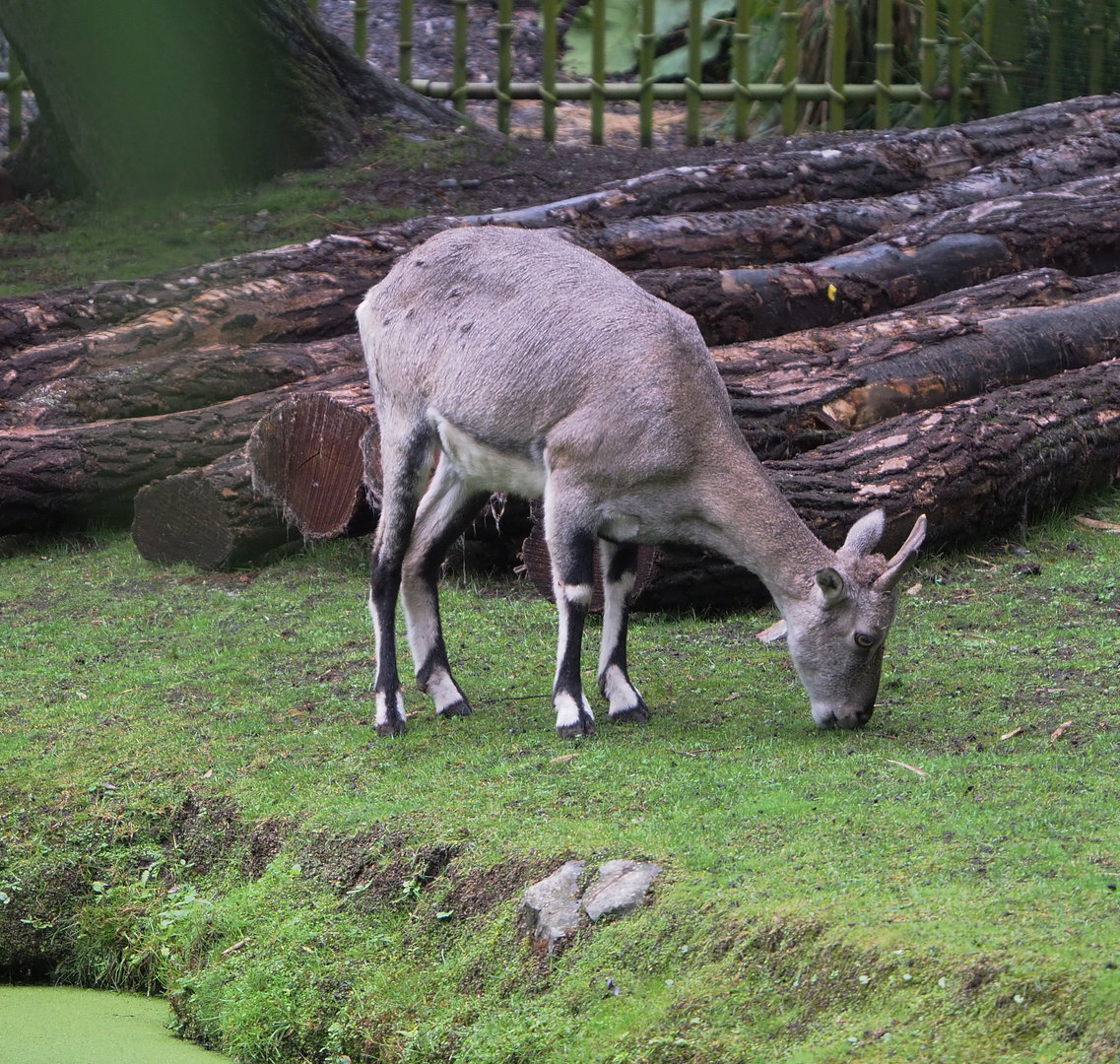 Female Bharal (Pseudois nayaur), 2022-09-14