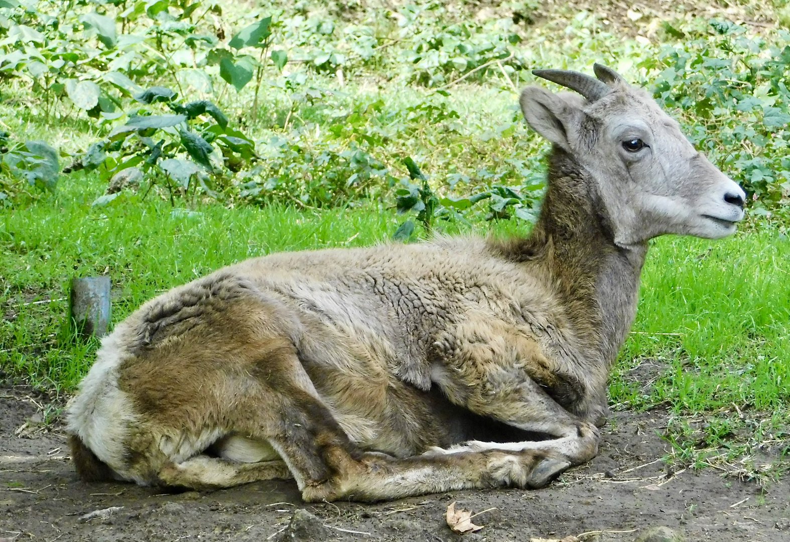 Female Bighorn Sheep (Ovis canadensis) November 1, 2025