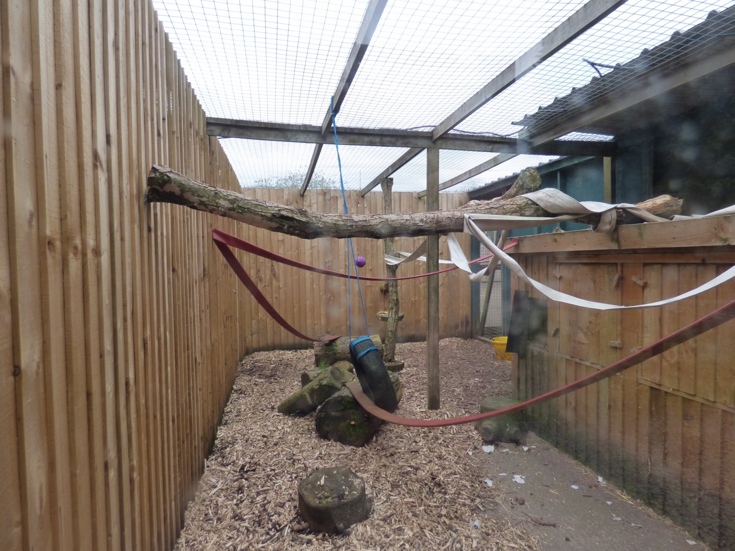 Female Binturong Enclosure