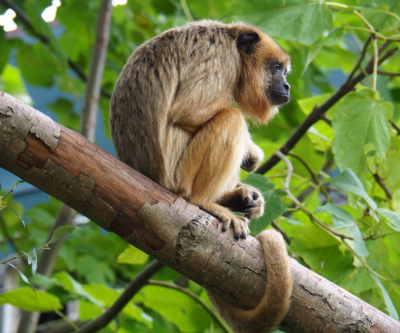Female Black-and-gold howler monkey (Alouatta caraya), 2019-10-04