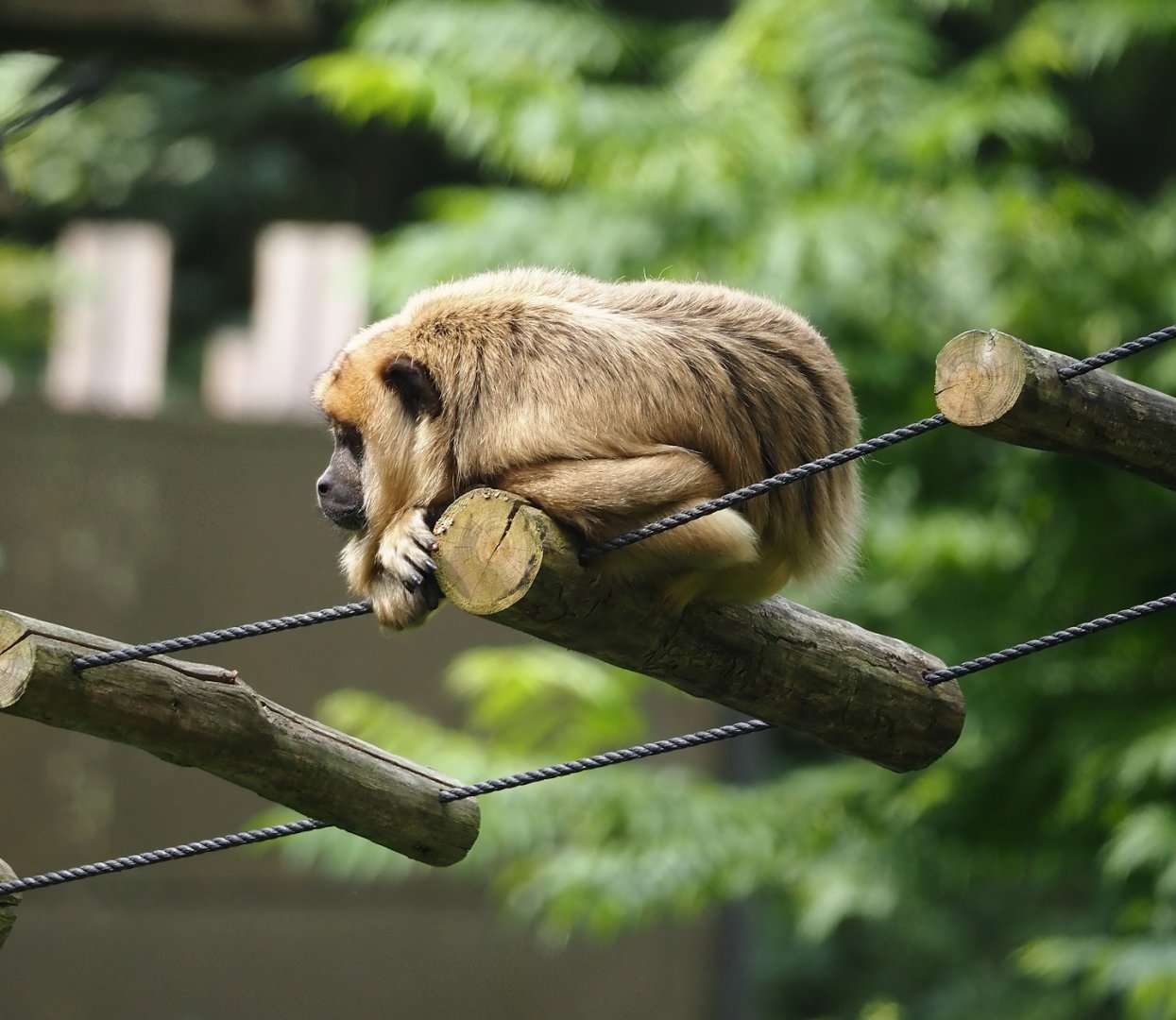 Female Black-and-gold howler monkey (Alouatta caraya), 2024-08-18
