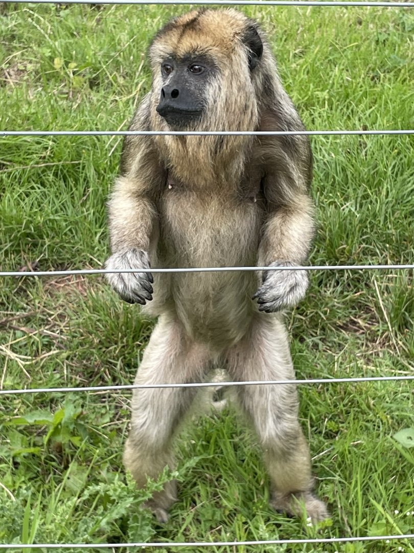 Female Black-and-Gold Howler Monkey